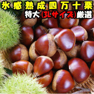 四万十栗