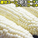 とうもろこし ホワイト 生で食べれる 白いとうもろこし ピュ...