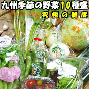 究極の鮮度でお届け！九州産顔や名前が見えるこだわり野菜セット！季節の10種盛り 送料無料 九州 野菜セット 送料無料 野菜 詰合せ 野菜セット 定期 野菜セット 無農薬