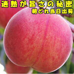 桃 長野 御中元 ギフト 送料無料 糖度 産地直送 適熟の桃 硬い お盆 お供え 長野 原田農園 3kg 9-13玉 秀品 贈答用 品種 果物 白鳳 あかつき 白桃 川中島白桃 産直 もも モモ フルーツ