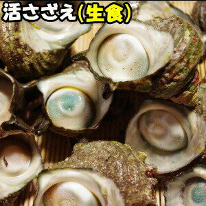 日付指定OK！鳥取境港より直送！鳥取・島根産 活サザエ約1kg 8〜12個 さざえ バーベキュー さ ...