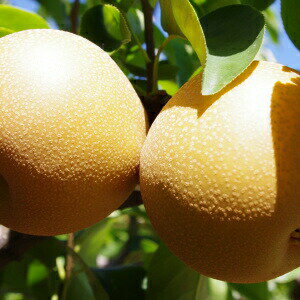 梨作り40年の名人より直送！鳥取産 豊水梨約2.5kg6〜8玉贈答用 梨 10kg 梨 なし ナシ 梨 送料無料 豊水梨 豊水 ほうすい 鳥取 鳥取 梨 鳥取土産 豊水 梨 豊水 梨 10kgのサムネイル