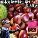 栗 熊本 生栗 大粒 新鮮 完熟 美味しい 生栗 ギフト 約1.5kg 2L~Lサイズ 国産 品種 丹沢 筑波 銀寄 利平 等