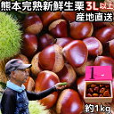 栗 熊本 生栗 大粒 新鮮 完熟 高級 美味しい 生栗 ギフト 約1kg 3L サイズ 国産 品種  ...