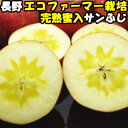 りんご 蜜入り サンふじ 完熟りんごはおいしさが違う 蜜入りりんご サンフジ 長野 信州 丸茂ファーム 3kg 6〜12玉 訳あり 家庭用 送料無料