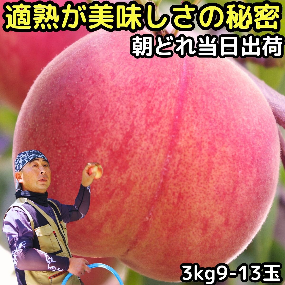 【出荷中】 桃 長野 御中元 ギフト 送料無料 糖度 産地直送 適熟の桃 硬い お盆 お供え 長野 原田農園 3kg 9-13玉 秀品 贈答用 品種 果物 白鳳 あかつき 白桃 川中島白桃 産直 もも モモ フルーツ 信州のサムネイル