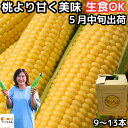 とうもろこし 生で食べれる 甘い 5月中旬 9～13本 3L～L 朝どれ 長崎産 島原産 松本農園 生トウモロコシ 糖度 食べ物 食品 内祝 父の日 2024 送料無料 ゴールドラッシュ おおもの 黄色 5月 6月 出荷