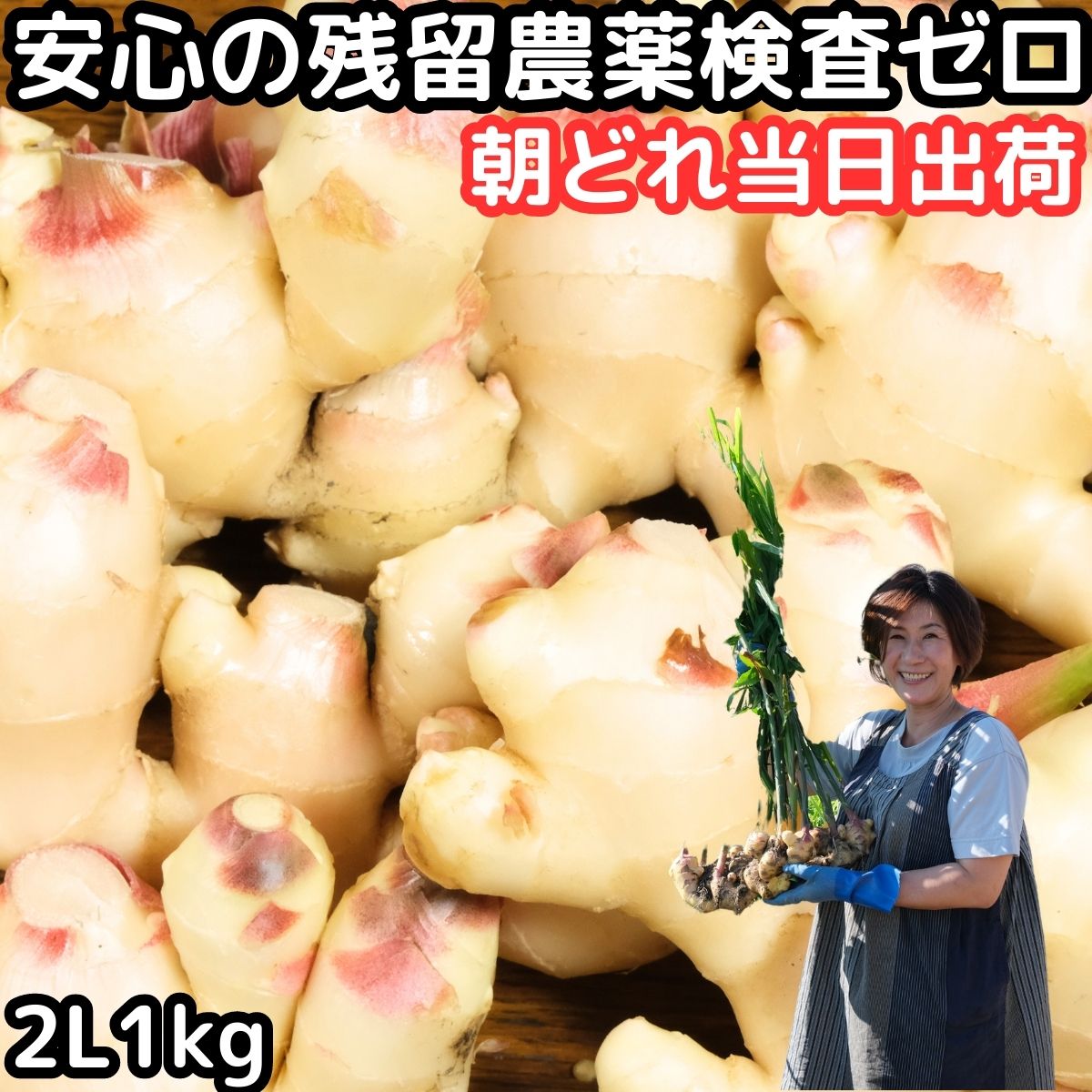 【予約】 新生姜 直送 1kg 2Lサイズ 