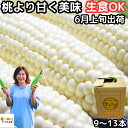 とうもろこし おおものホワイト 桃より甘い 白いトウモロコシ 長崎 島原 松本農園 甘い 生食OK 3L~L 9~13本 朝どれ 生 糖度 プレゼント ギフト ...
