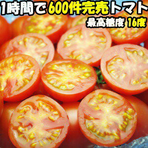 豪華列車ななつ星in九州御用達とまと!宮崎わそう農園ごくとま1kg化粧箱入