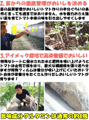 トマトフルーツトマト高糖度1時間で600件売れたフルーツトマトごくとま1kgバラ詰約40〜50個宮崎わそう農園直送ななつ星in九州採用実績あり