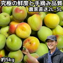 梅 南高梅 5kg 2L〜3L サイズ 梅干し用 うめ 梅酒用 ウメ 5キロ 奈良 柳澤果樹園 手摘み なんこうばい 贈答用 にも最適 ナンコウバイ 生梅