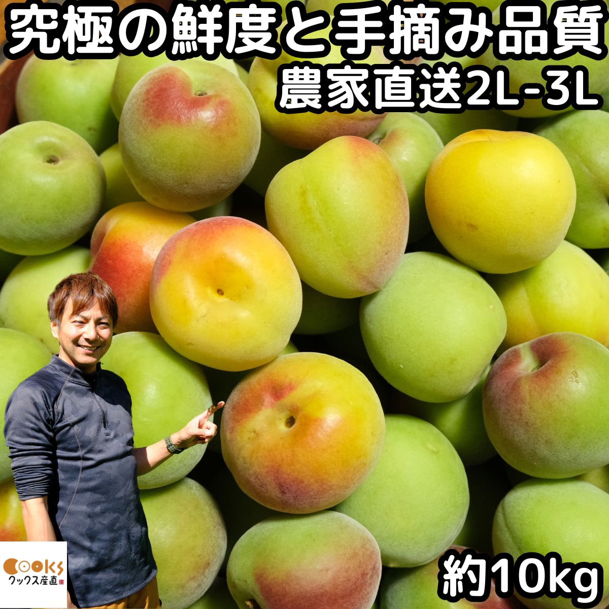 梅 南高梅 熟 梅干し用 完熟 10kg 2L～3L 手摘み品質 生梅 うめ 梅酒用 和歌山 紀州産 田辺 岡本農園 なんこうばい ナンコウバイ 完熟 熟も対応