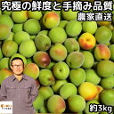 梅 梅干し用 3kg 谷沢梅 やさわうめ 小玉 m~L or L~2L サイズ うめ ウメ 3キロ 山形 熊坂農園 手摘み 生梅
