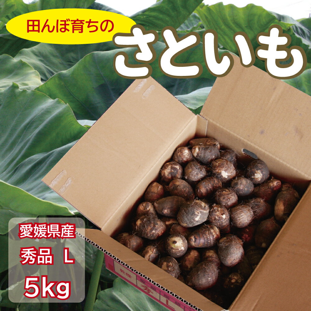 里芋 ひめ美人 秀品L(50g〜80g／個) 5kg 愛媛県東予特産 特殊乾燥技術 やわらかい みずみずしい 贈答に..