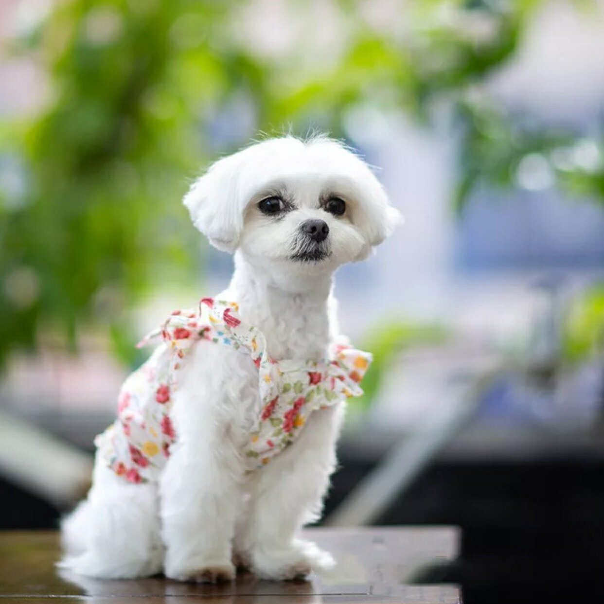 送料無料 ドッグウェア 小型犬 犬服 犬 服 夏服 可愛い 犬の服 ペット服 かわいい セール ブランド 防虫 キャミソール 袖なし 海外正規品 お出かけ クール おしゃれ 春夏 春 夏 新作 トップス 花柄 お散歩