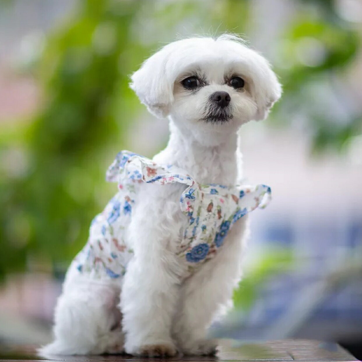 送料無料 ドッグウェア 小型犬 犬服 犬 服 夏服 可愛い 犬の服 ペット服 かわいい セール ブランド 防虫 キャミソール 袖なし 海外正規品 お出かけ クール おしゃれ 春夏 春 夏 新作 トップス 花柄 お散歩