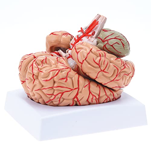 楽天Corail　BleuRONTEN 可動式頭蓋骨模型【3分解】標準型解剖医療学習モデル （脳モデル）