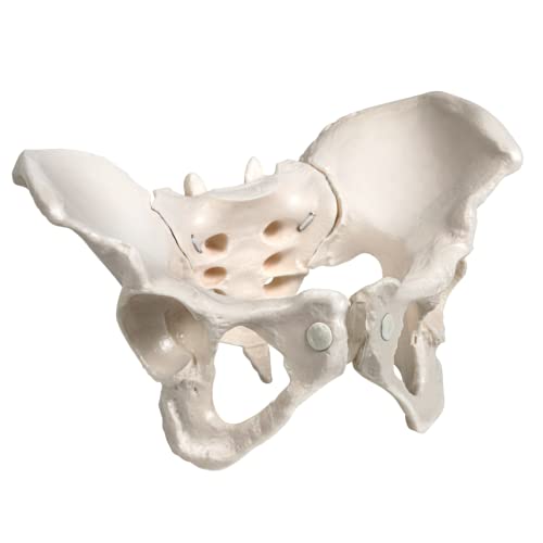 KIYOMARU 動かすことができる骨盤模型 人体模型 骨模型 仙腸関節 伸縮コード 可動性 女性