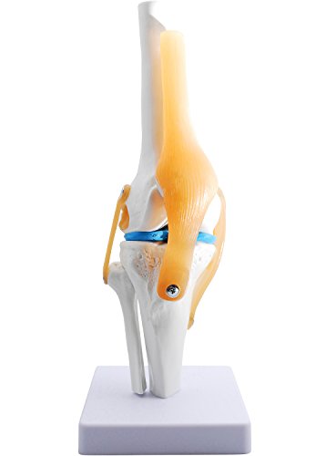 monolife 膝関節模型 ひざ 膝関節 靭帯 半月板 模型 医療 学習用 モデル (台座 固定)