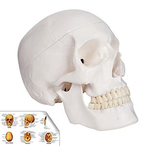 RONTEN 実物大の可動式頭蓋骨模型 頭蓋冠、頭蓋底、下顎骨【3分解】 標準型解剖学習モデル 教材用 学習用