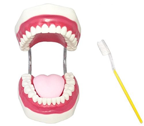 [シーエムワイ セレクト] 歯 模型 歯列模型 歯模型 歯列 模型 大型 モデル 無段階 開閉式 歯ブラシ セット