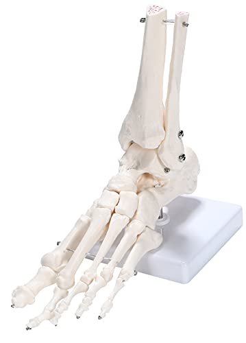 picoLab 足骨格模型 足骨模型 足骨モデル 足指 左足