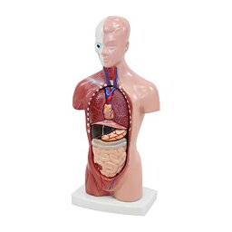 [JUEKO]人体模型 [全15パーツ 28] ユニセックスモデル 人体解剖図 内臓 標本 パーツ取り外し可能 教材 学校 病院 GX-203