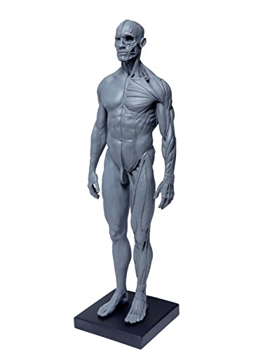 【Abz Company】人体 筋肉 模型 30cm 人体模型 医学 解剖 教育 整形 外科 絵画 モデル デッサン 男性 女性 グレー 自立 スタンド付き
