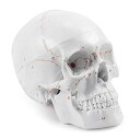 Medarchitect 改良型ヒト頭蓋骨模型 解剖医療学習モデル 実物大 最新特許レザーエッチング技術が番号付けされた(手書きでない番号)