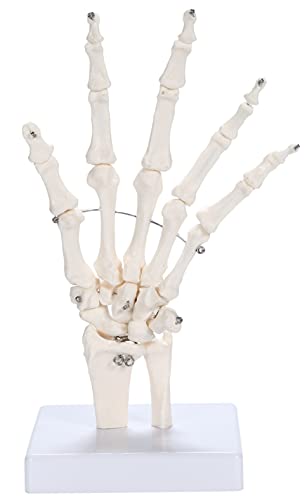 picoLab 手骨格模型 手骨モデル 手関節 左手