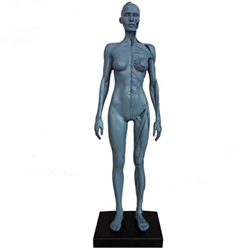◆商品名：人体模型 筋肉模型 高品質解剖模型 30cm 医学模型 人体解剖 医学教育 整形外科 男性 / 女性 女性 サイズ:女性 人体模型　 筋肉模型 素材：樹脂 高さ：　女性28-29cm 高品質の男性/女性人体模型です。 ホビー 模型で医学の絵画模型としても！