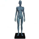 人体模型 筋肉模型 高品質解剖模型 30cm 医学模型 人体解剖 医学教育 整形外科 男性 / 女性 女性