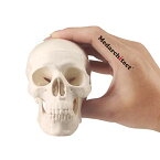 Medarchitectミニ頭蓋骨モデル頭蓋医学教育、装飾、芸術学生のスケッチのための可動顎と関節式下顎骨を備えた小型の人間の解剖学的頭
