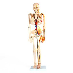[JUEKO]人体骨格模型 全身 85 血管・心臓セット 骨格標本 直立型 スタンド 教材 関節可動タイプ モデル 学校 病院 GX-102B