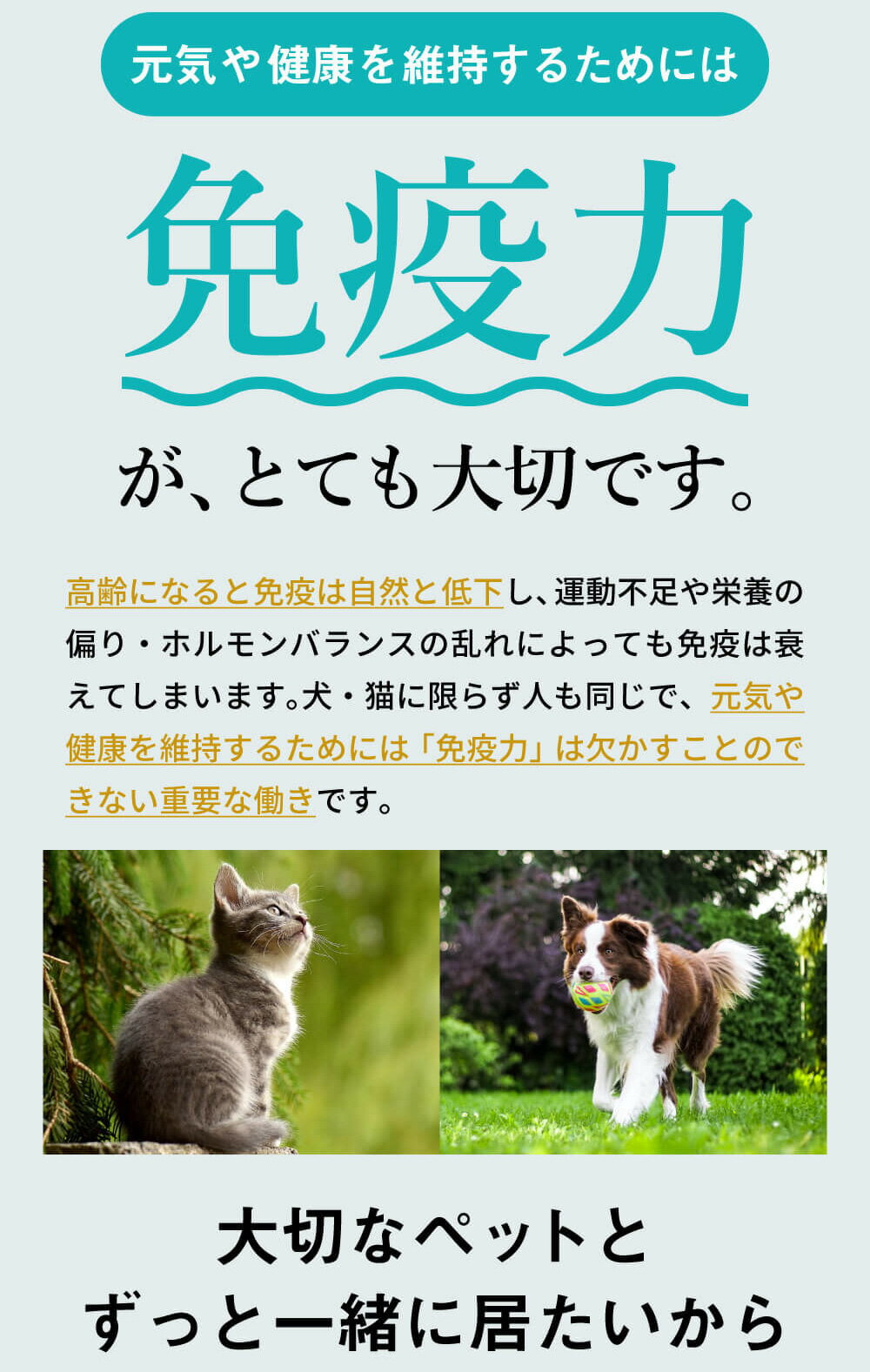 ＼ポイント11倍！エントリーでもれなく♪／犬 猫 サプリ 犬用 猫用 サプリメント 免疫力 免疫 の健康を維持 老犬 老猫 シニア ねこ いぬ ネコ 元気度 高める うさぎ 兎 ペット ペット用 コルディ 冬虫夏草 パウダー 粉末 ＜コルディG100g＞4本セット 3