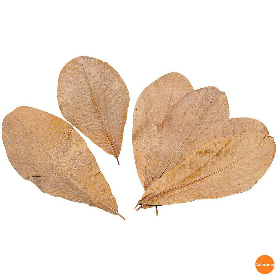 朴葉　100枚入　L　QHO-15[関連:ヤマコー 業務用 消耗品 天然 ホオバ ほおば味噌 朴葉みそ 朴葉焼き 宴会 ホテル 旅館]