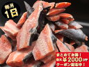 銀鮭切り落とし1.5kg 【クーポン配布中】