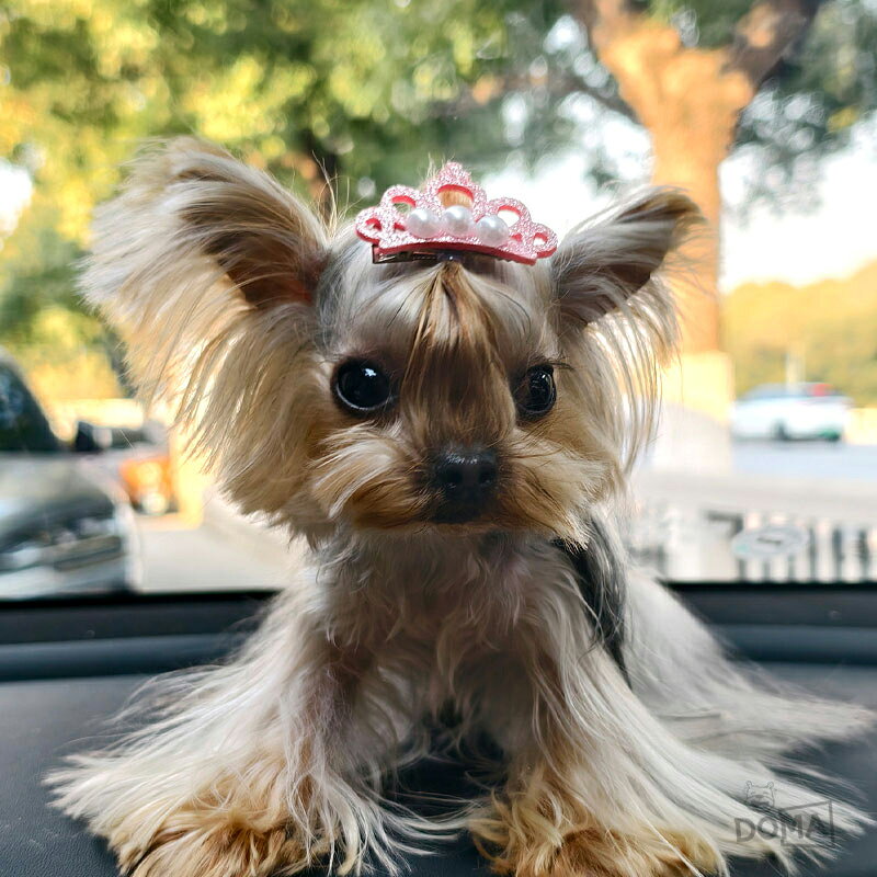 【全商品ポイント5倍】犬 小型犬 ヘアピン 可愛い パール カワイイ ヘアアクセサリー おしゃれ オシャレ リングドッグ【動画付き】の商品画像 3