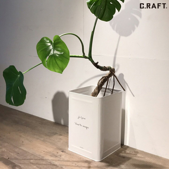 楽天市場】モンステラ 観葉植物（植木鉢・プランター