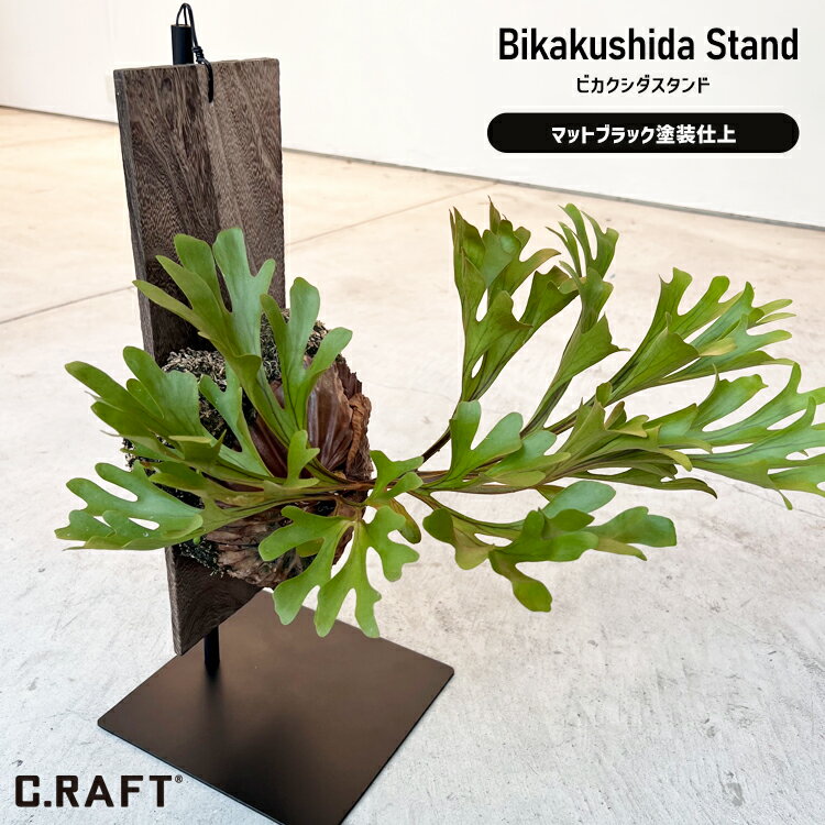 流木ビカクシダ | koidestudio