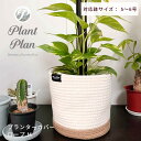 Plant Plan プラントプラン プランターカバー ロープ M 植木鉢カバー 5号 6号 コットンロープ モノトーン 麻 ロープ プランター 観葉植物 カバー 鉢カバー 北欧 スタイリッシュ おしゃれ フェイクグリーン 多肉植物