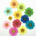 即日発送!押し花 菊 天然素材 (1パック)