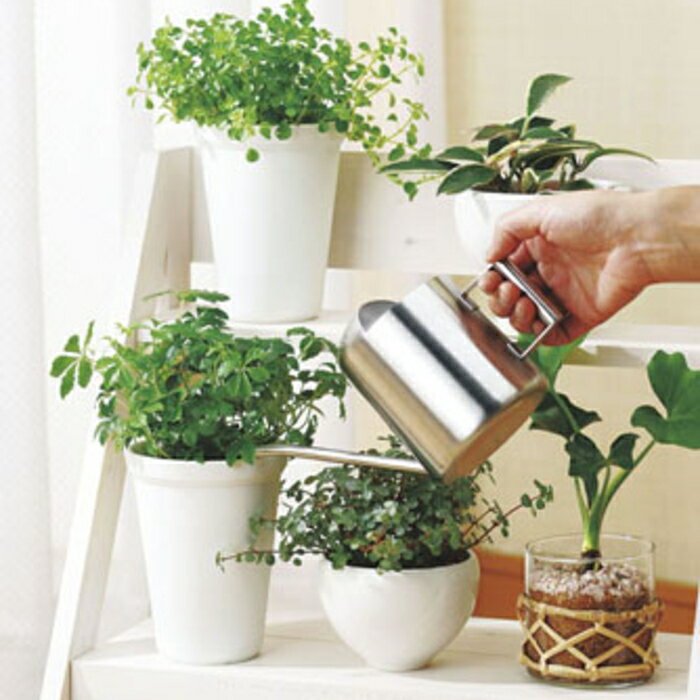 ������̵���ۥ��ƥ�쥹 �ޥ�� ���硼�� S������ 290ml _SK ���礦�� ǡ��Ϫ �ڲ��������1500�ߡ�60������