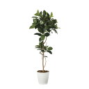 ゴムの木1.8 2024A350 W65×D65×H180cm【2024年版 人工観葉植物 光の楽園 造花 フェイク リビング 玄関 アートフラワー インテリア...