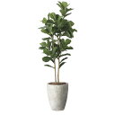 ナチュラルカシワバゴム1.8 2406M690 W65×D55×H180cm【2024年版 人工観葉植物 光の楽園 造花 フェイク リビング 玄関 アートフラワ...