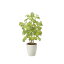 バウヒニア70 2431A120 W30×D30×H70cm【2024年版 人工観葉植物 光の楽園 造花 フェイク リビング 玄関 アートフラワー インテリアグリーン】 12,540円