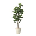 カシワバゴム1.8 2466A430 W65×D55×H180cm【2024年版 人工観葉植物 光の楽園 造花 フェイク リビング 玄関 アートフラワー インテ...