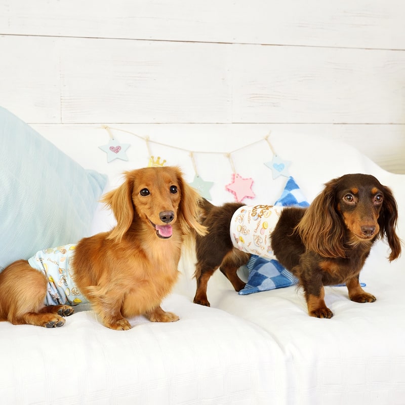 CRAZYBOO / ���쥤�����֡��ޥ������� �ޥʡ��٥��S / M / L / XL������������ / ���� / �ɥå��������ޥʡ����å� / �ޥʡ��٥��