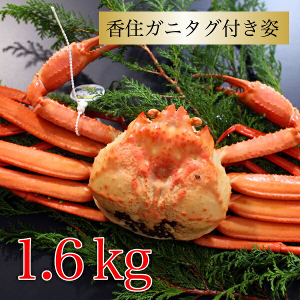 カニ 紅ズワイガニ タグ付き 香住ガニ 約1.6kg 約800g×2杯 兵庫県香住産 ベニズワイガニ 姿 送料無料 産地直送 国産 香住産 おいしい 特大サイズ カニボイル 海鮮グルメ プレゼント 敬老の日 ギフト 絶品 厳選 姿 お取り寄せ グルメ 人気 食べ物 お祝い お礼 内祝い お返しのサムネイル